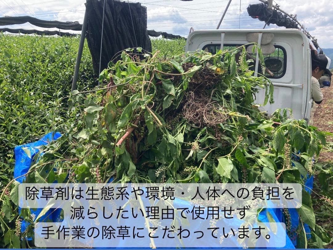 【お茶×◯◯】体に優しいノンカフェイン 国産あずき玄米茶(4g×20個)