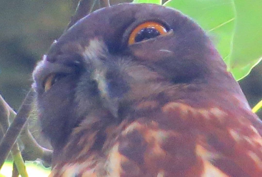 今年もアオバズク来る❢ 2024.6.2