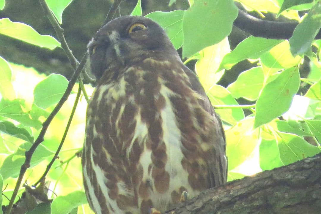 今年もアオバズク来る❢ 2024.6.2