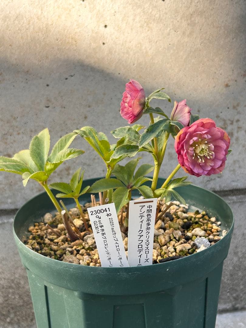 最終価格　小輪系　認定アンティークアフロディーテ