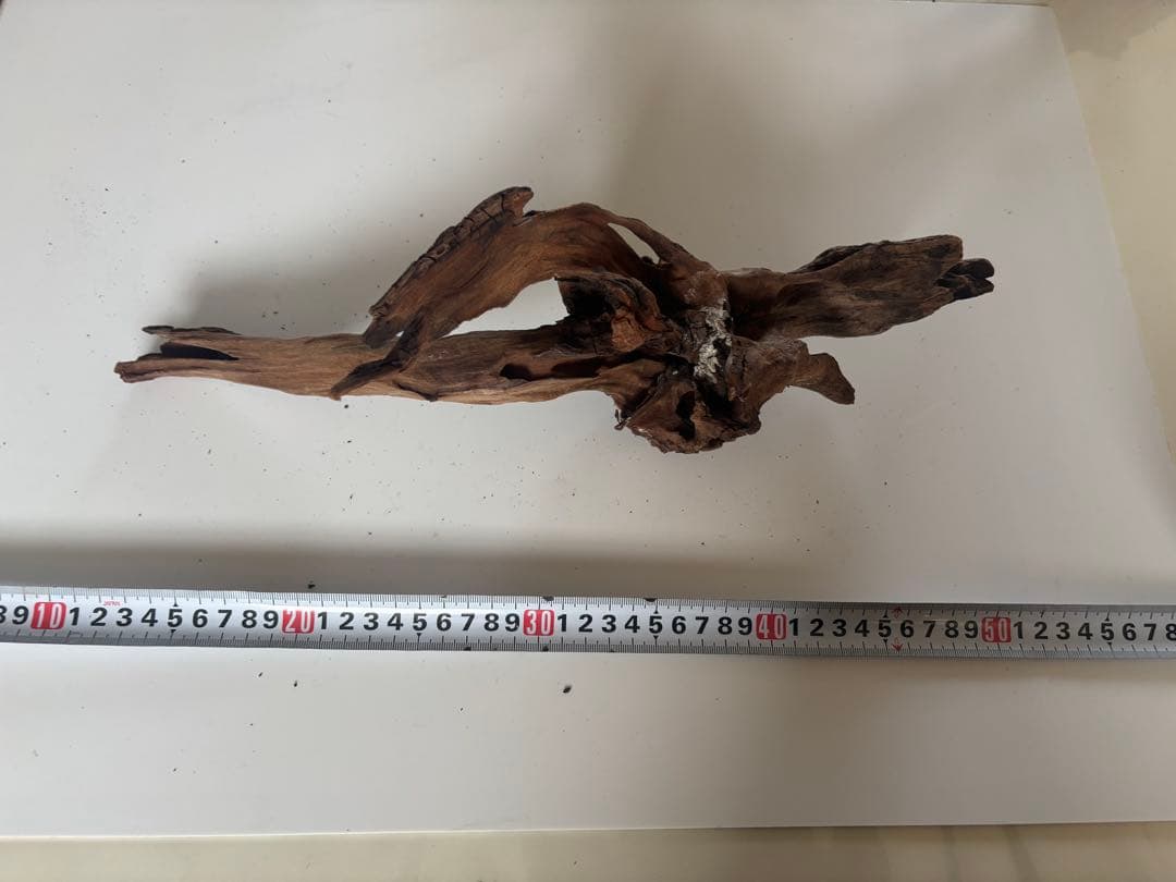 流木　　(60セン水槽レイアウト)