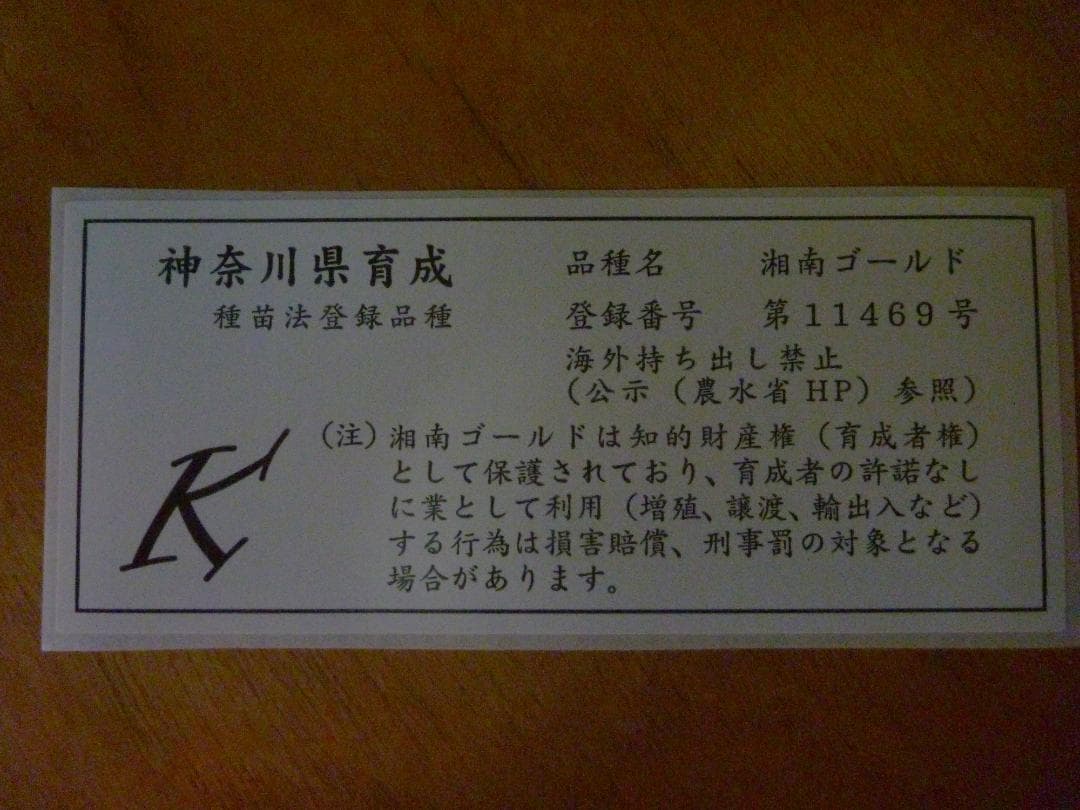 湘南ゴールド 果樹苗 約80cm