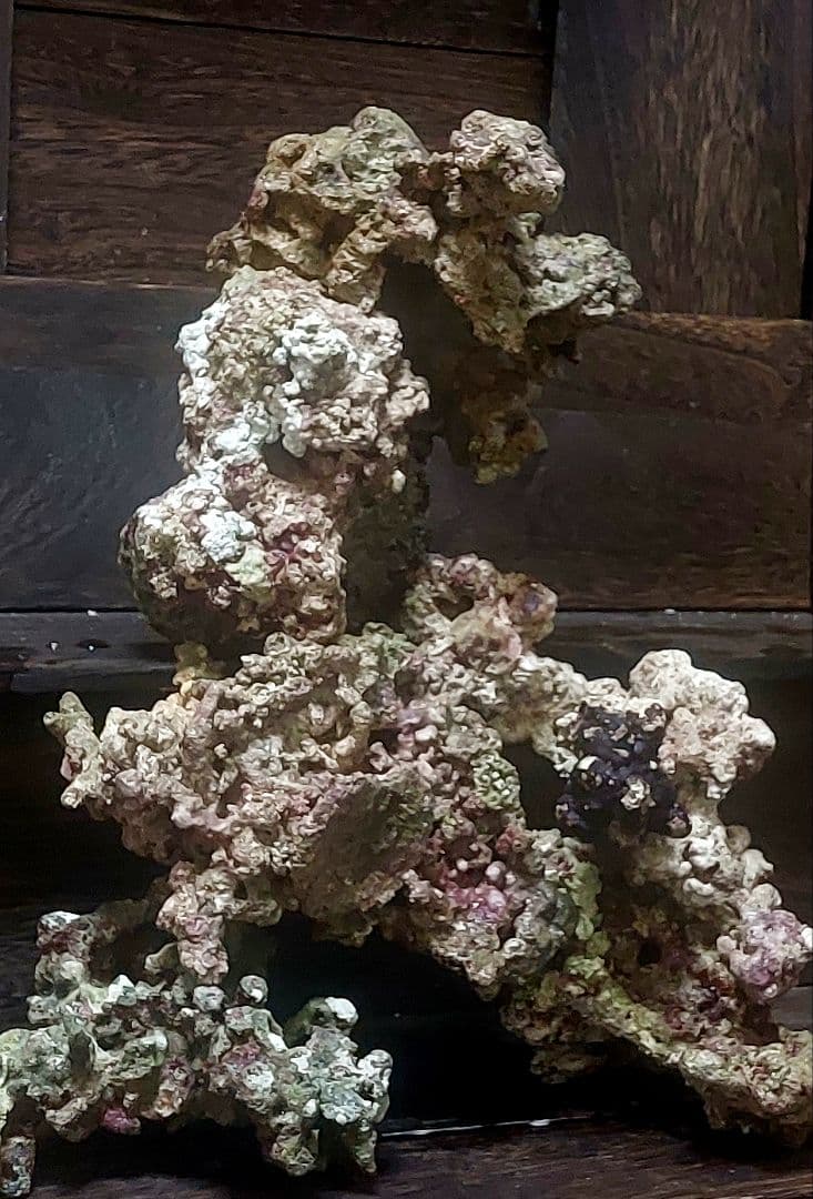 天然ライブロック 中型 多色 コーラル　高グレード８点