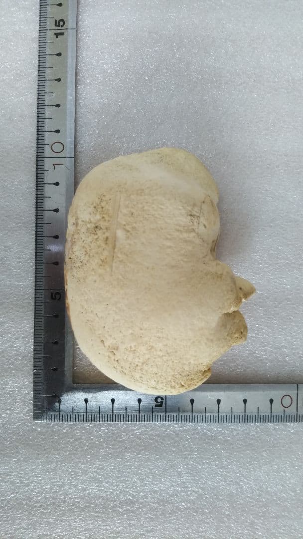 (値下げ)クジラ耳骨　希少両耳　天然美品