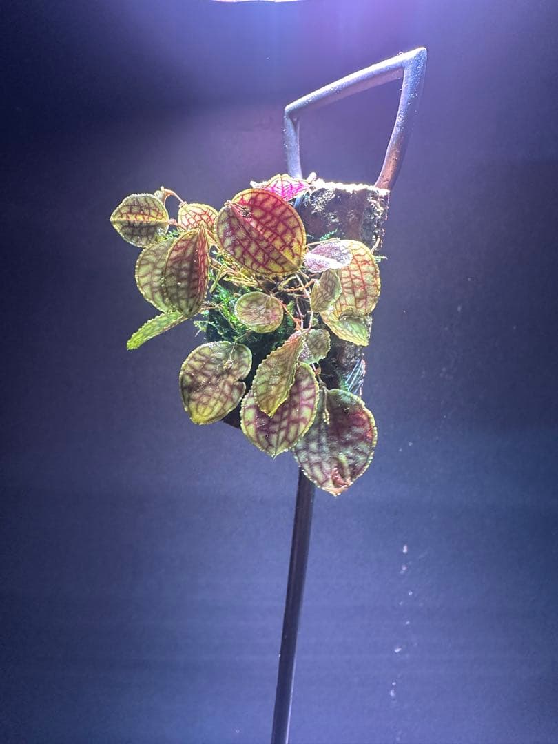 lepanthes calodictyon人気種 レパンテス原種洋蘭