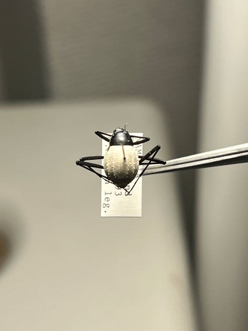 【純白】マッシロキリアツメ キリアツメ 昆虫標本 ゴミムシダマシ コブハムシ
