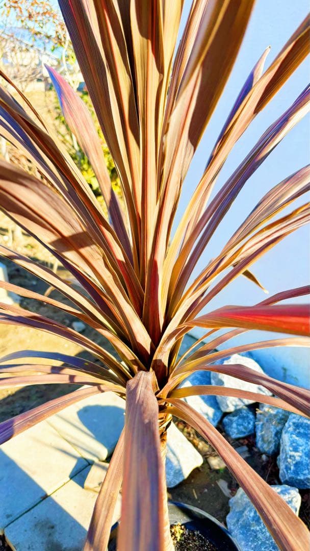 超大株！コルジリネ コーヒークラシック1.5M(鉢底から)期間限定セール☆品番E