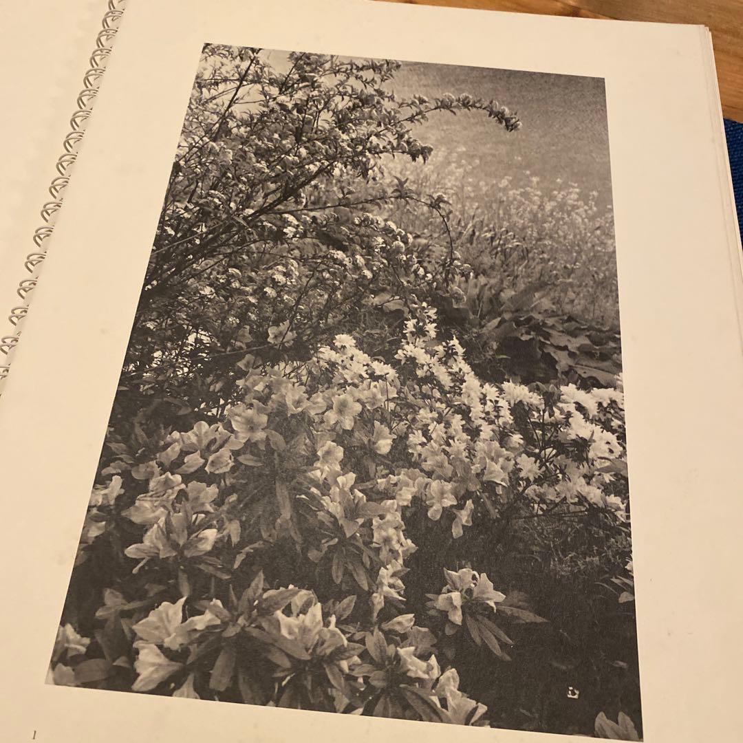 芸術写真 FLOWERS and TREES