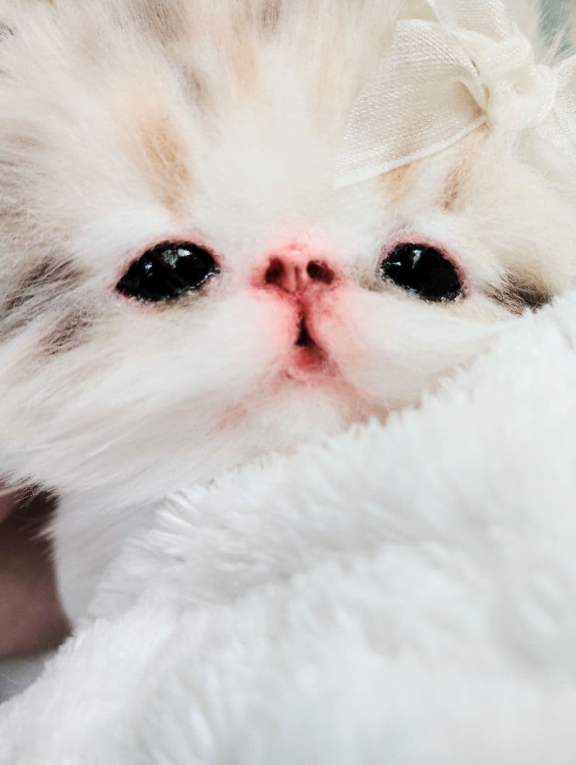 ベビー子猫♡お腹ぽっこりちゃん♡アートドール♡ぬいぐるみ♡