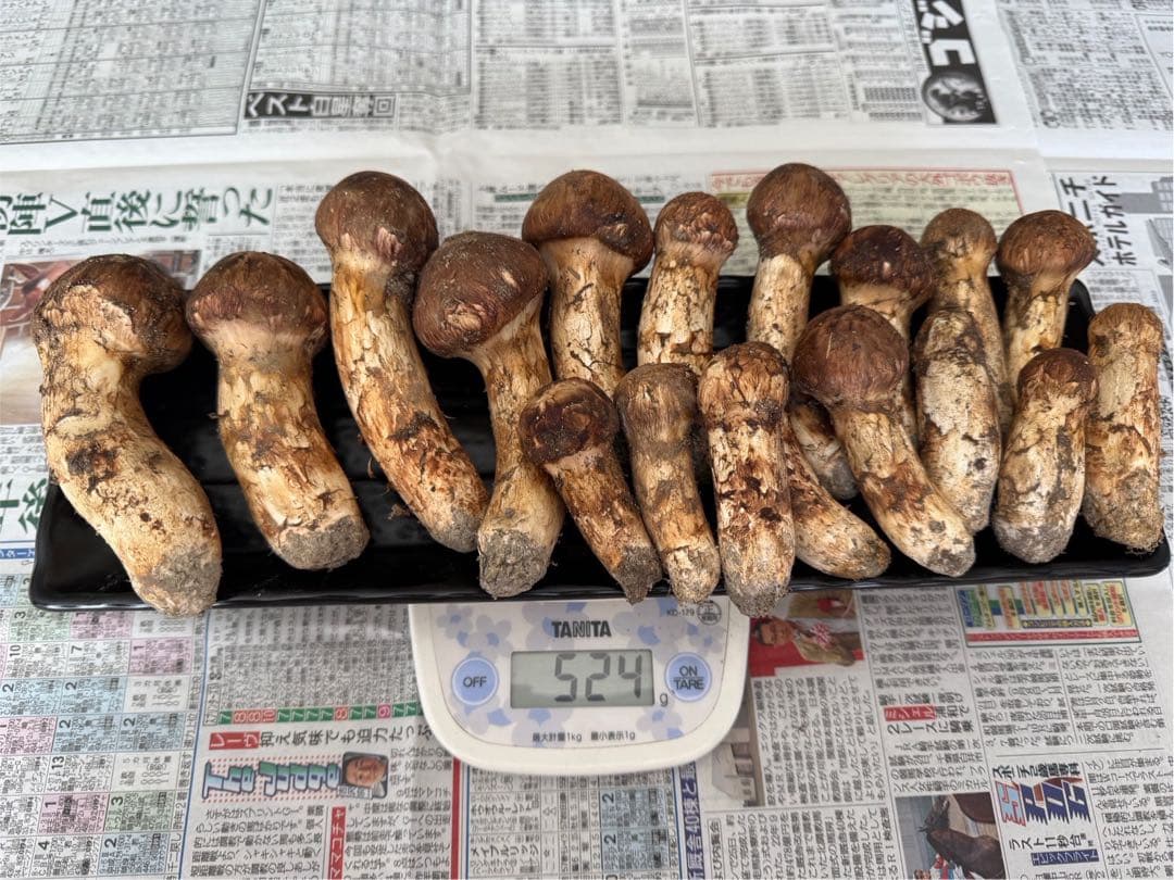 松茸　北海道　500g 送料込