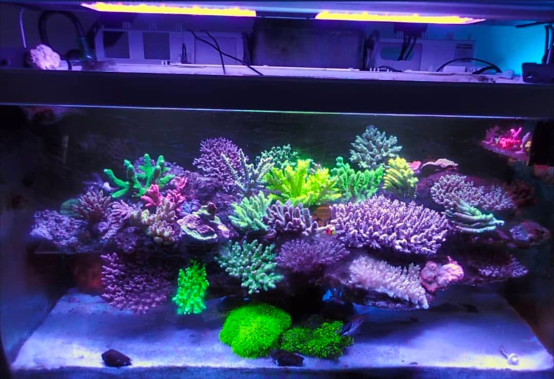 【引取のみ】Redsea水槽本体のみ 循環ポンプ・スキマー付 Max250