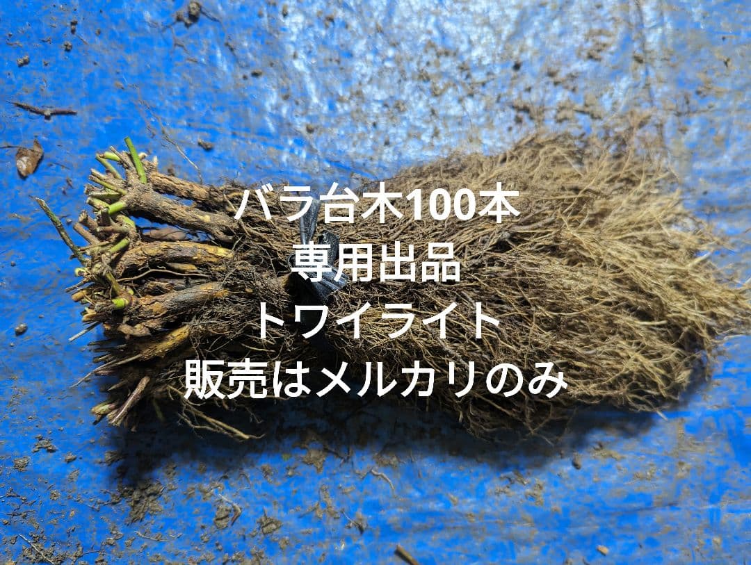 バラ台木100本専用出品