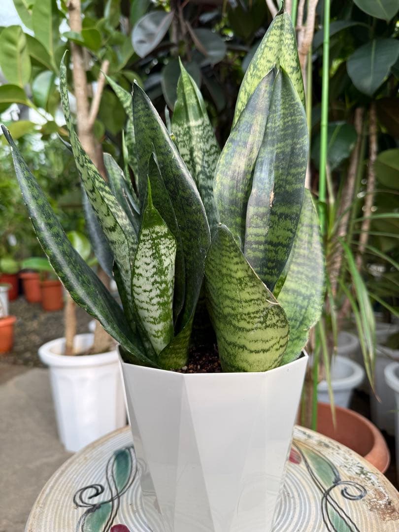 こーた ゼラニカ7号鉢 ゼラニカ5号鉢 2セット