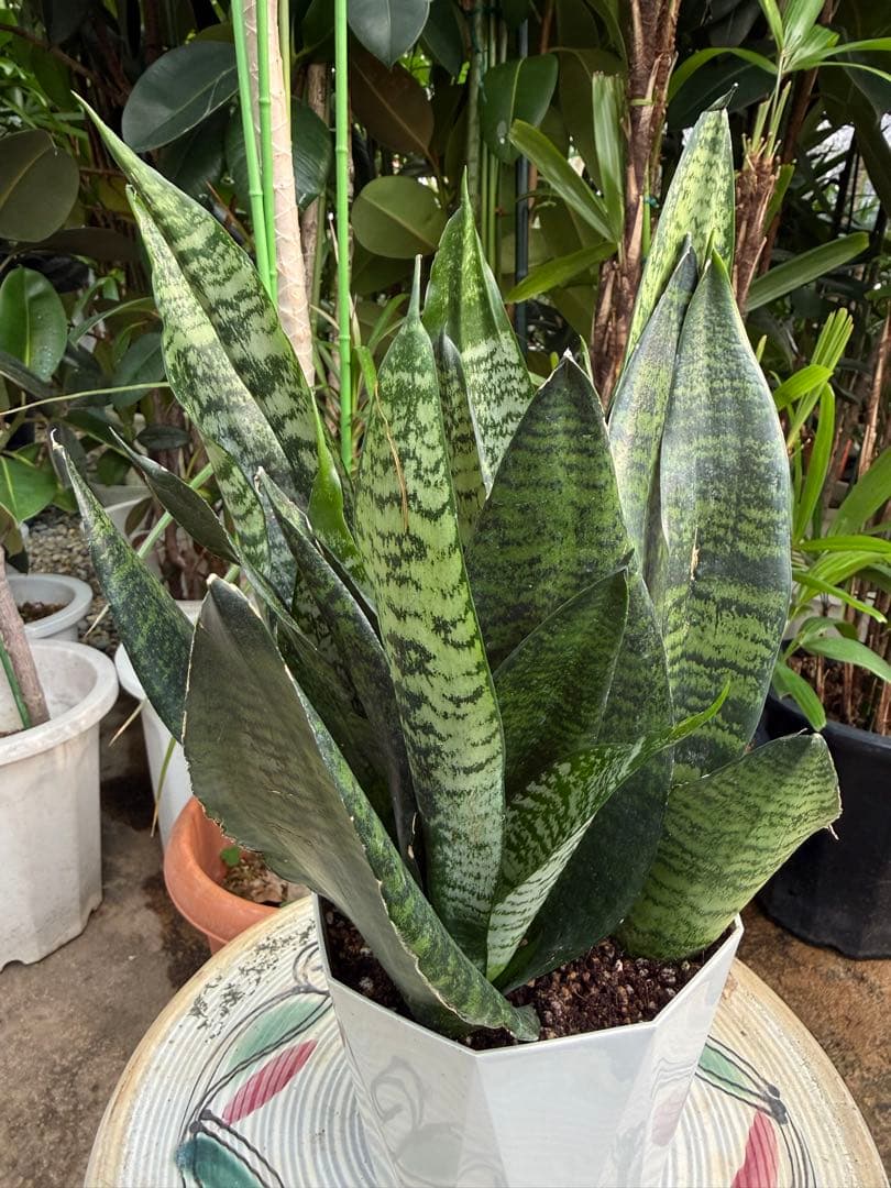 こーた ゼラニカ7号鉢 ゼラニカ5号鉢 2セット