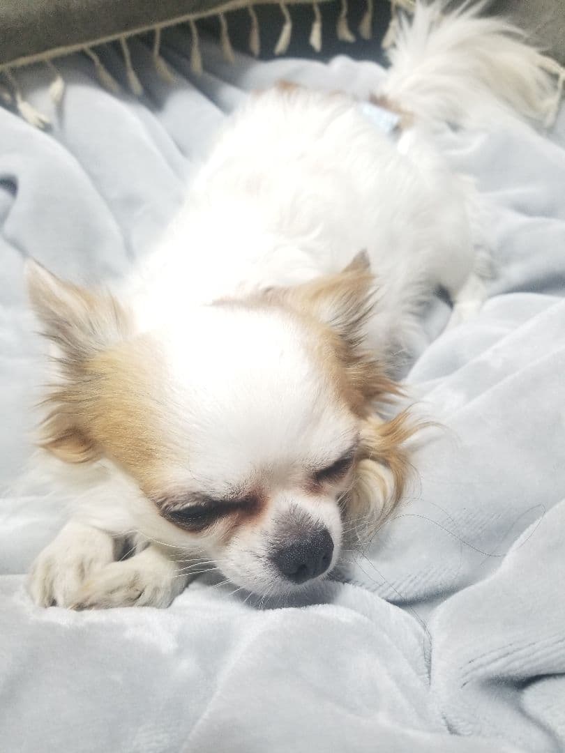 猫の写真 フレーム付き 黒スパークル