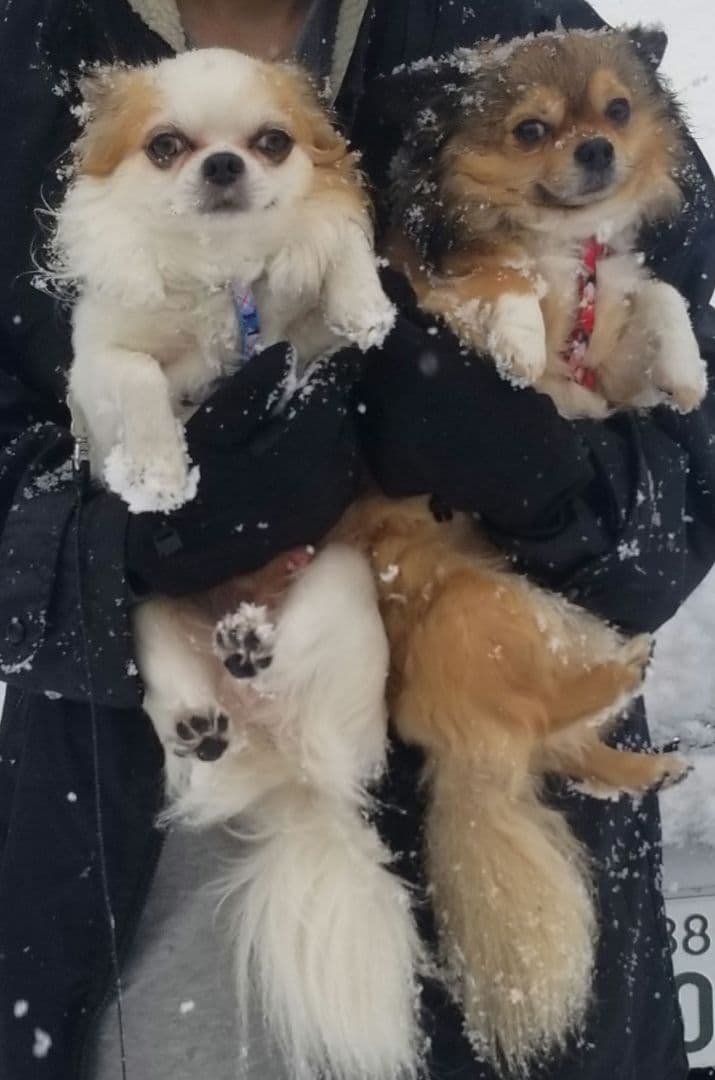 猫の写真 フレーム付き 黒スパークル