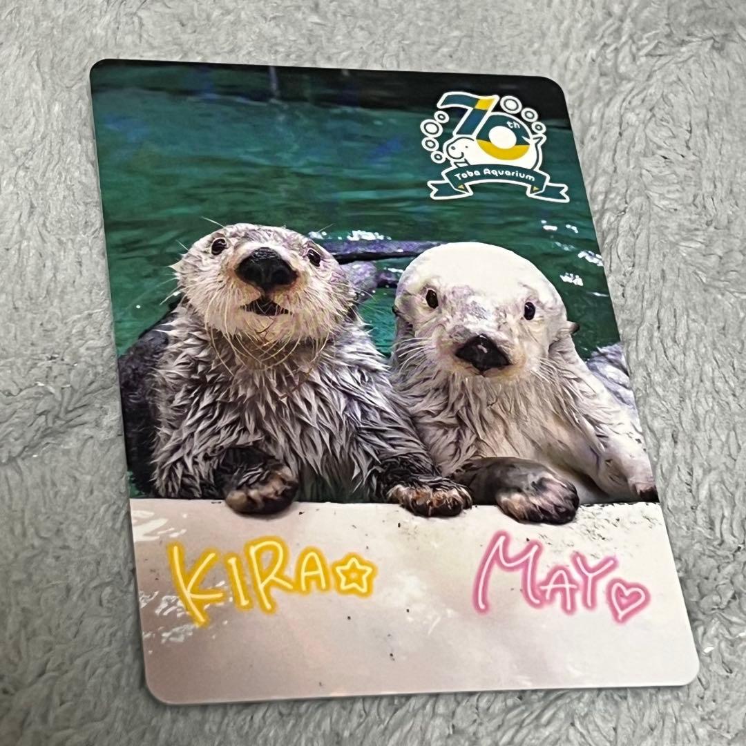 カワウソ 70周年記念カード KIRA MAY 鳥羽水族館