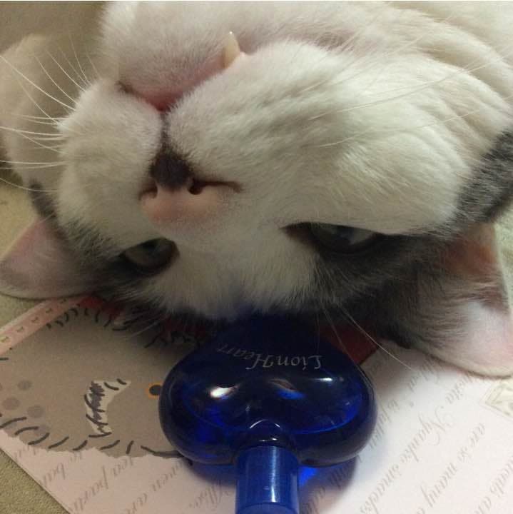 【お取り置き品】ライオンハート オードトワレ 10ml