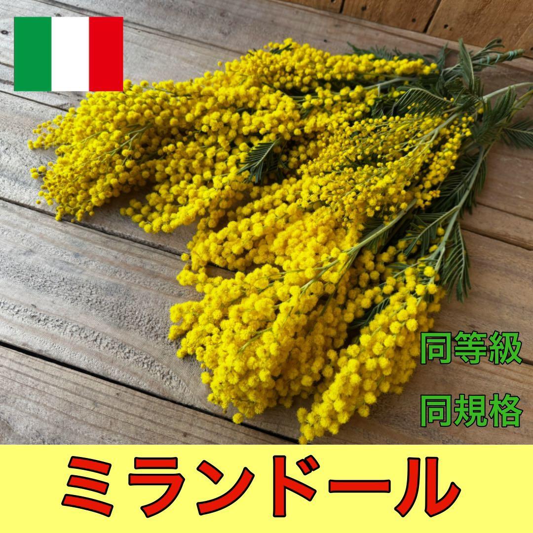 matoigusa様 リクエスト 2点 まとめ商品