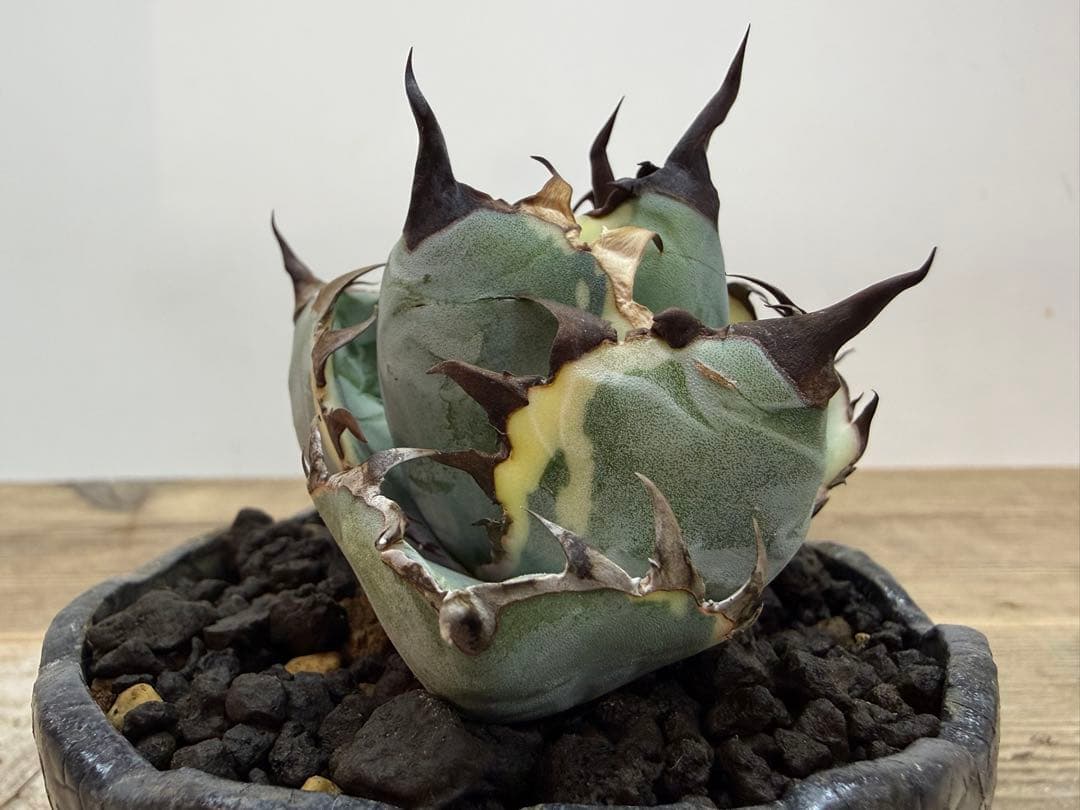 ブラックアンドブルー【ピンク斑入り】【ボールタイプ】【ramat鉢】