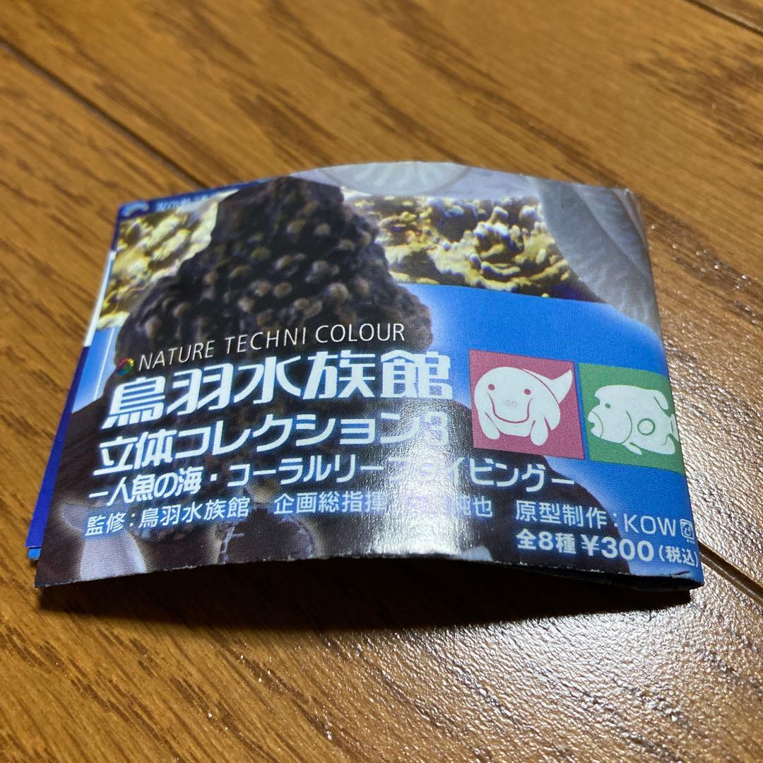 ネイチャーテクニカラー　コブシメ　鳥羽水族館