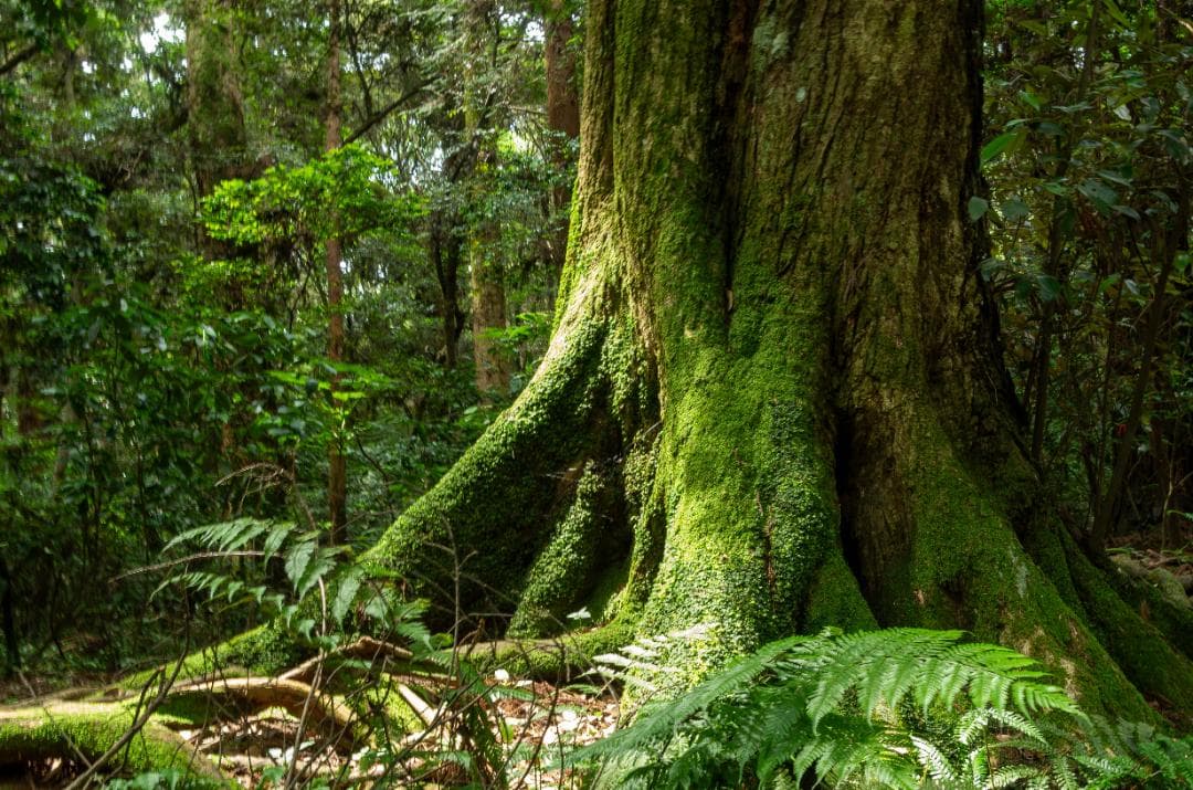 【H2さん専用出品】【黒死病対策】【内臓電池交換】PENTAX K-30青