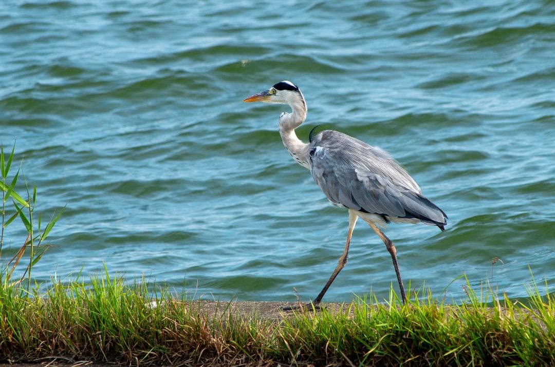 【H2さん専用出品】【黒死病対策】【内臓電池交換】PENTAX K-30青