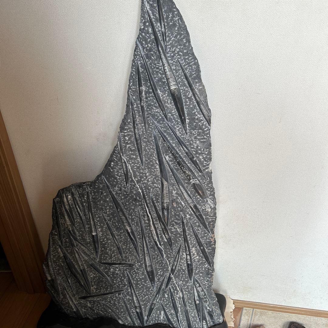 オルソセラス化石複数 片面磨き