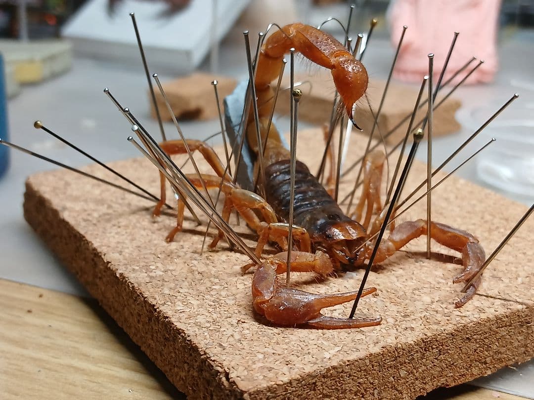 レッドクロースコーピオン　立体標本