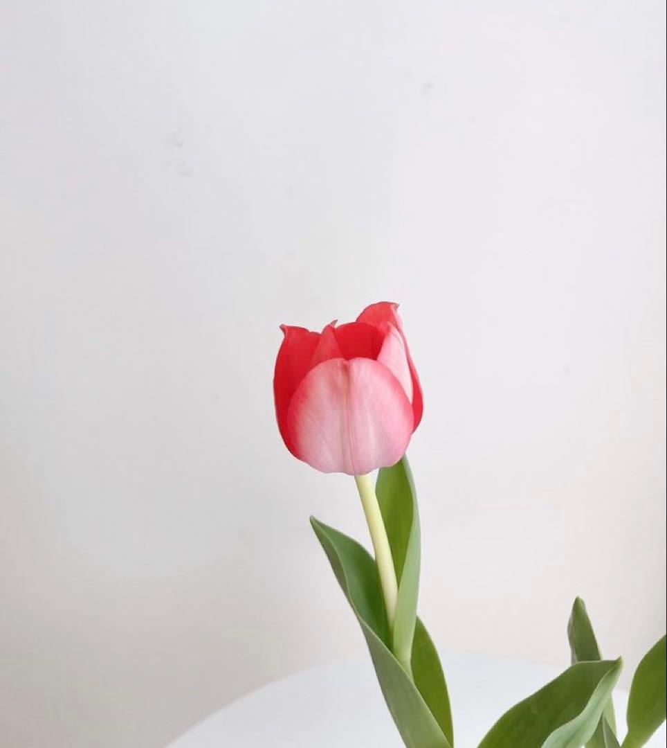 エナジーシャンプー　ムウムG 550ml 詰め替えレフィル