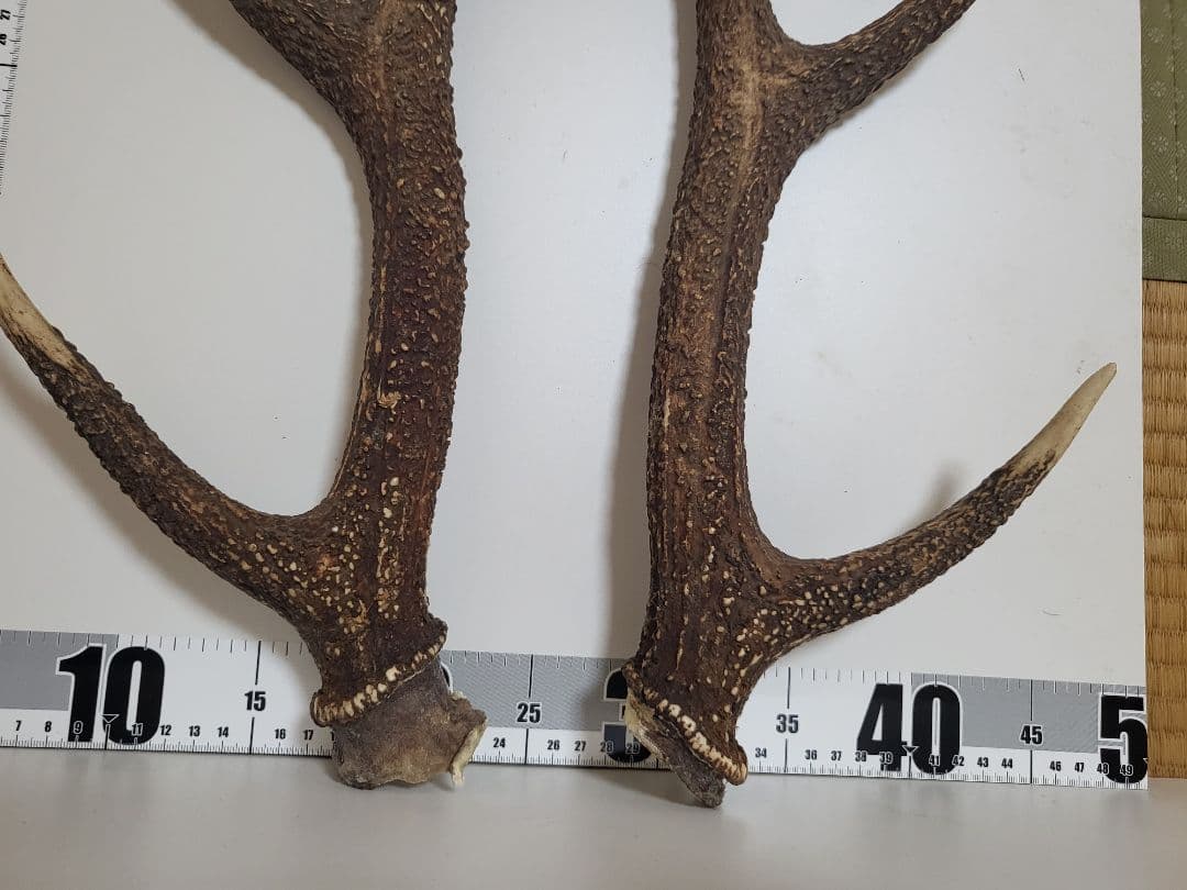 日本鹿の角