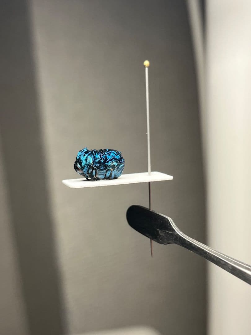 【9mm】グンジョウオオコブハムシ コメツキムシ昆虫標本甲虫タマムシスハンダエ