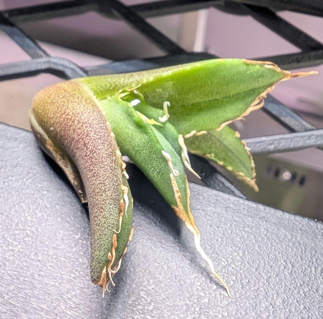 アガベ　チタノタ　「レジェンド」（少し訳あり）