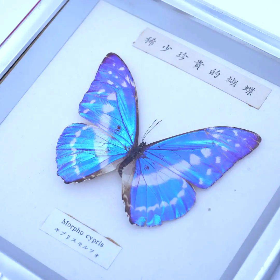 キプリスモルフォ　標本　額入り　稀少珍奇的胡蝶