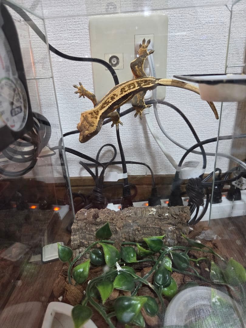 GEX エキゾテラ レプテリアクリアネオフィット180一式セット