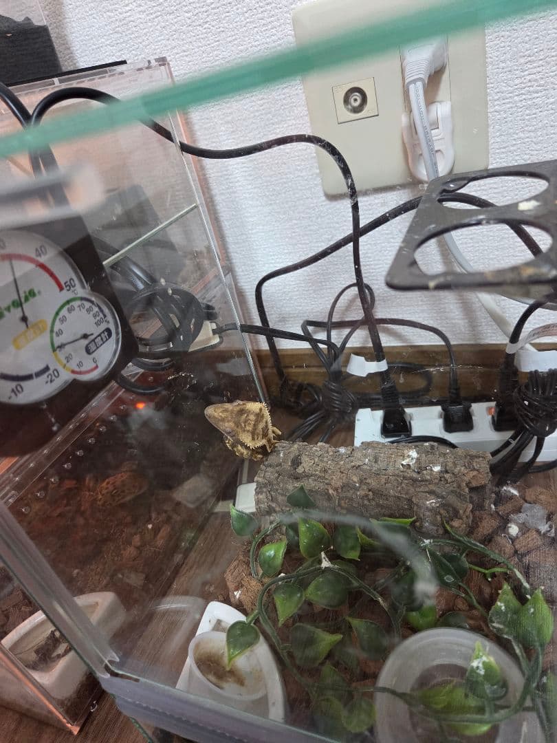 GEX エキゾテラ レプテリアクリアネオフィット180一式セット