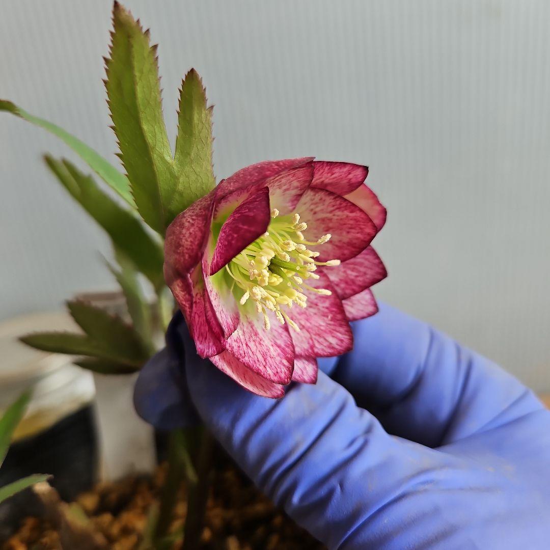 ㉖-291クリスマスローズ