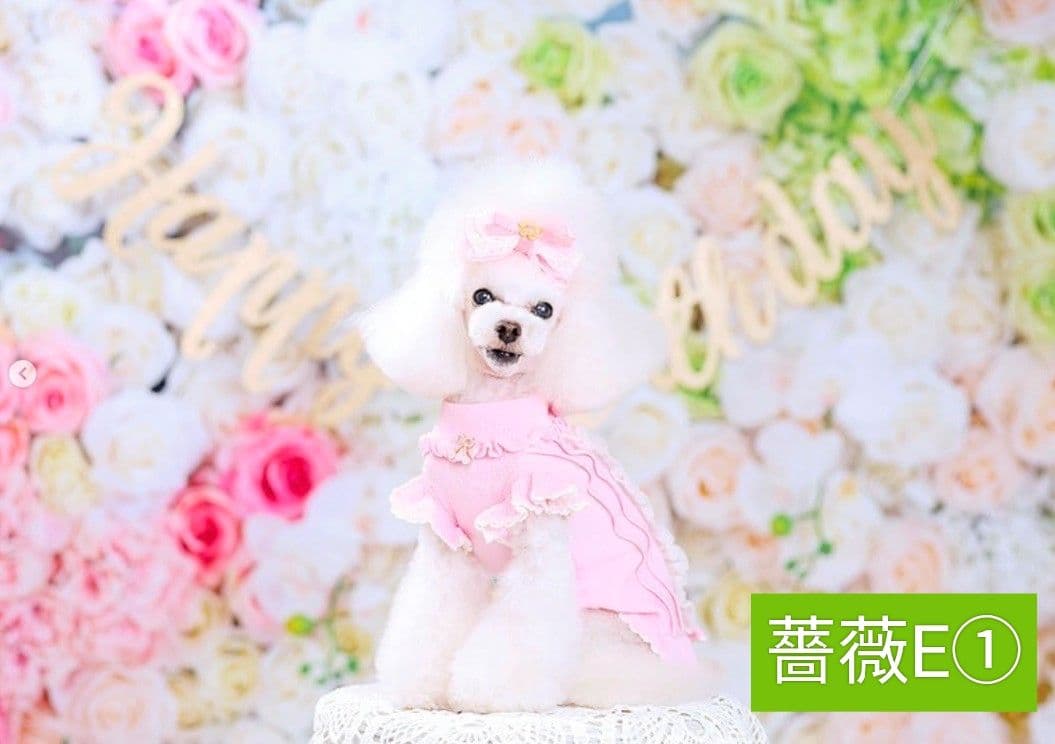 背景布【紫陽花C】サンプル　ペット、トリミング、キッズ撮影用フォトブース　梅雨