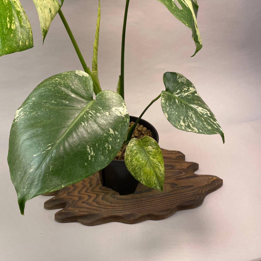 h*）様 L024ホワイトモンスター 天津蘭 モンステラ斑入り