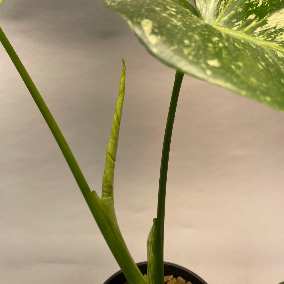 h*）様 L024ホワイトモンスター 天津蘭 モンステラ斑入り