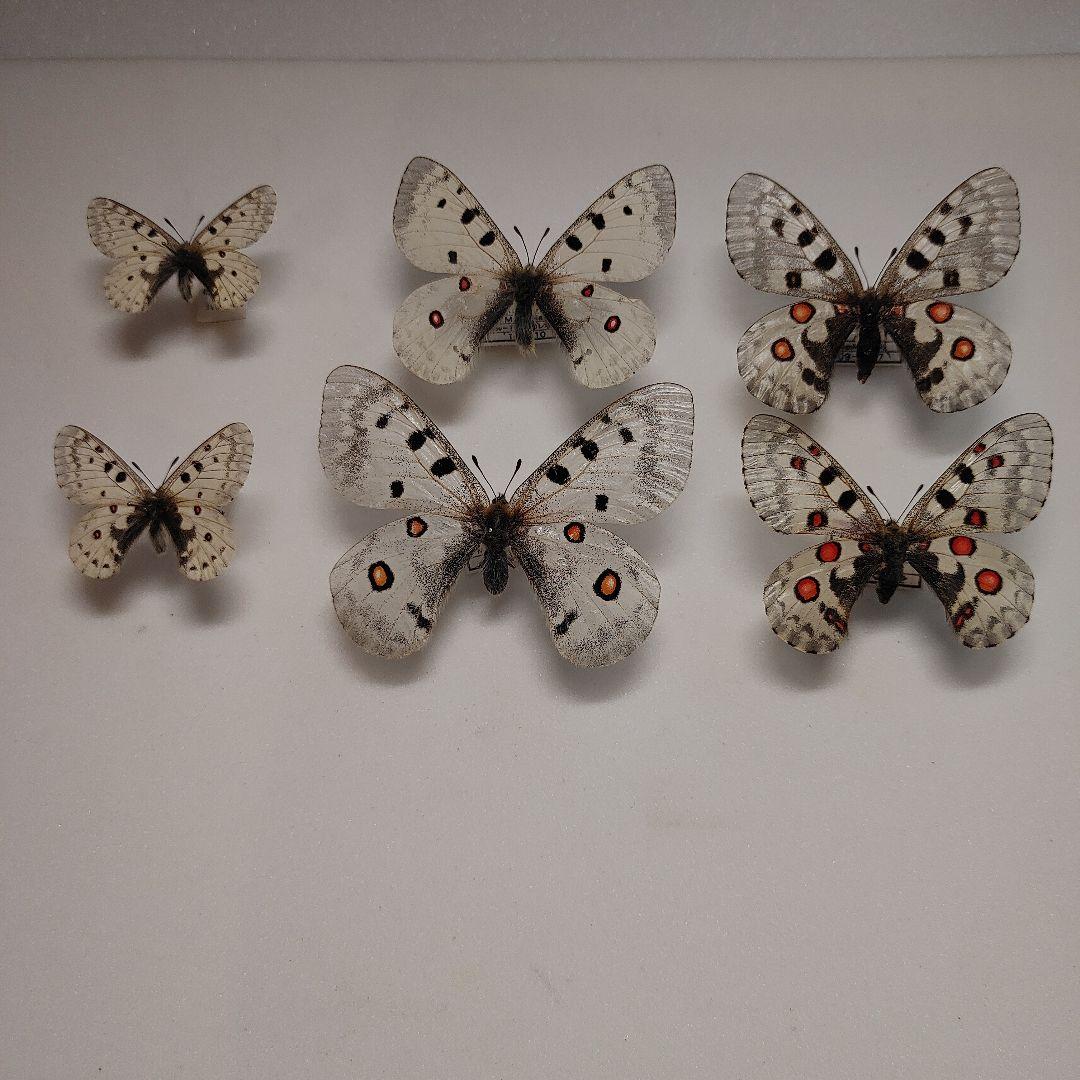 パルナシウス「3種」