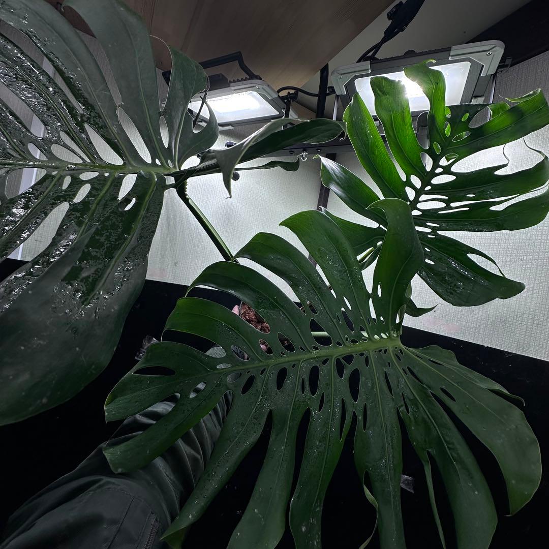 モンステラデリシオーサマクロコズム超希少系統鉢植え80㎝レア