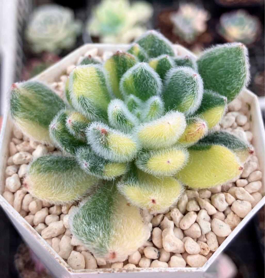 ⚠️専用　tocomero様ご確認用