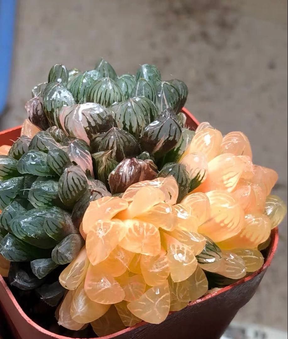 じ*む様 多肉植物　ハオルチア　藤乙オブツーサ錦　群生　鮮明錦　超美品