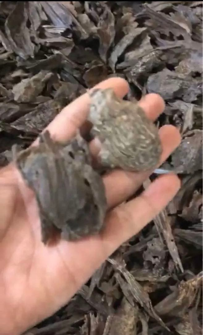 カリマンタン島産 香料樹木材 1kg