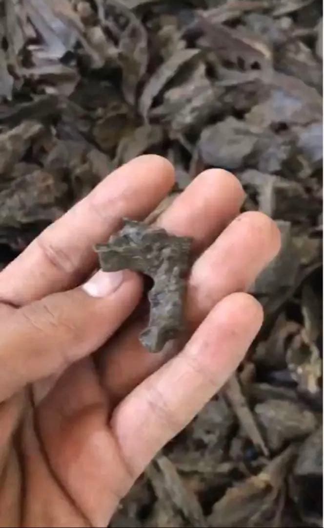 カリマンタン島産 香料樹木材 1kg