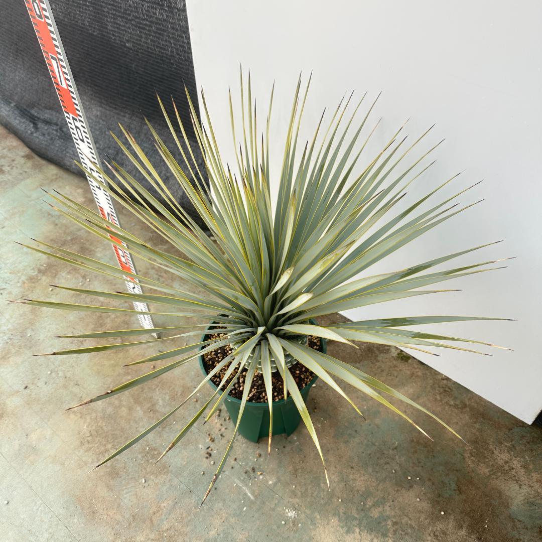 ユッカ　ロストラータ【24-638】美形　シルバーブルー