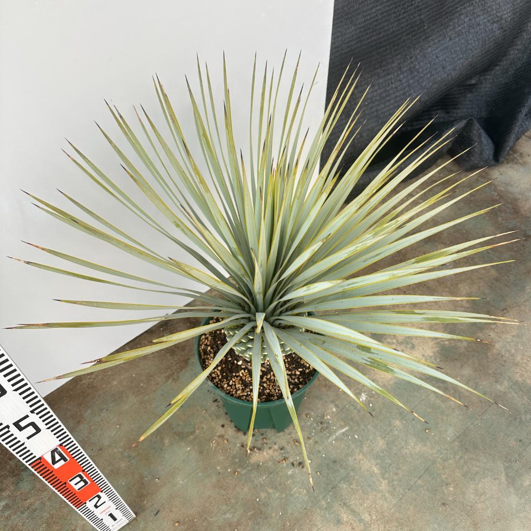 ユッカ　ロストラータ【24-638】美形　シルバーブルー