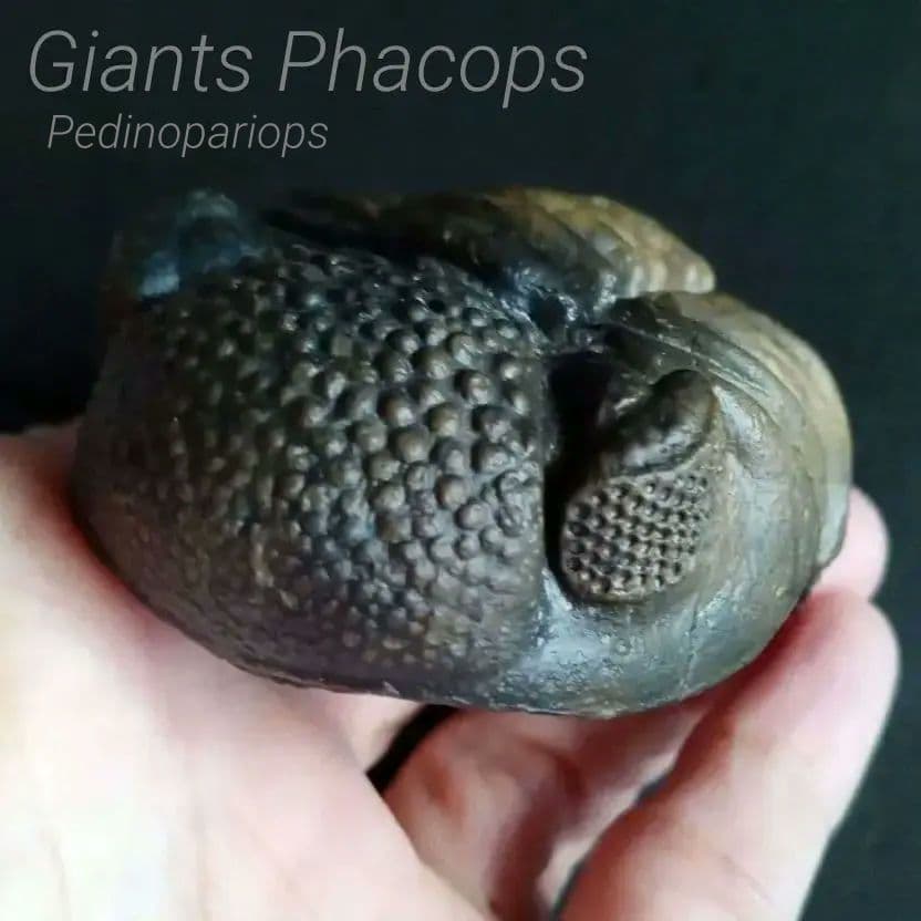 ジャイアントファコプス　超大型種　極美麗　ハイポストーマ有り　極めて希少　特級