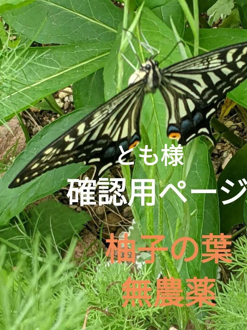 ともページ　柚子の葉　無農薬